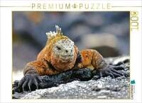 CALVENDO Puzzle Gal&aacute;pagos-Meerechse 1000 Teile Lege-Gr&ouml;&szlig;e 64x48cm Foto-Puzzle f&uuml;r