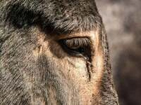 CALVENDO Puzzle Silberfarbener Augenring des Bulgarischer Gro&szlig;esels 1000 Teile