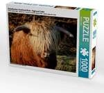 Schottisches Hochland Rind - Highland Cattle (Puzzle)
