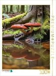 CALVENDO Puzzle Gl&auml;nzender Lackporling im verwunschenen Wald 1000 Teile Lege-Gr&ouml;&szlig;e