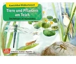 Tiere und Pflanzen am Teich. Kamishibai-Bildkartenset.