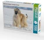 CALVENDO Puzzle Afghanischer Windhund - Anmutige Sch&ouml;nheit 1000 Teile Lege-Gr&ouml;&szlig;e