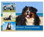 Berner Sennenhunde - Traumhunde mit Charme (Wandkalender 2027 DIN A2 quer),...