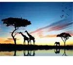 PRACHT Diamond Painting Afrika 50x40cm