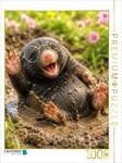 CALVENDO Puzzle Das warme Pf&uuml;tzenbad 1000 Teile Lege-Gr&ouml;&szlig;e 64 &times; 48 cm...
