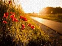 CALVENDO Puzzle Mohnblumen am Radweg zwischen He&szlig;dorf und Gro&szlig;enseebach 1000 Teile