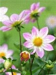 CALVENDO Puzzle Dahlien 1000 Teile Lege-Gr&ouml;&szlig;e 64 &times; 48 cm Foto-Puzzle f&uuml;r