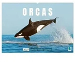 Orcas: Schwarz-wei&szlig;e Giganten (Wandkalender 2027 DIN A2 quer), CALVENDO