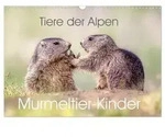 Tiere der Alpen - Murmeltier-Kinder (Wandkalender 2027 DIN A3 quer), CALVENDO