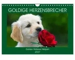 Goldige Herzensbrecher - Golden Retriever Welpen (Wandkalender 2027 DIN A4...