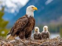 CALVENDO Puzzle Wei&szlig;kopfseeadler mit Jungv&ouml;geln im Nest vor Bergkulisse 1000 Teile
