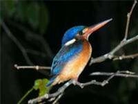 CALVENDO Puzzle Kingfisher 1000 Teile Puzzle quer 1000 Teile Lege-Gr&ouml;&szlig;e 64 &times; 48 cm