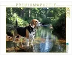 CALVENDO Puzzle Beagle - Auf Entdeckungstour im Wald 2000 Teile Lege-Gr&ouml;&szlig;e 90 &times; 67