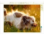 CALVENDO Puzzle Heilige Birma - Ein Platz an der Sonne 2000 Teile Lege-Gr&ouml;&szlig;e...