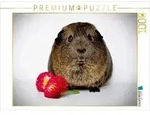 CALVENDO Puzzle Ein Motiv aus dem Kalender Meerschweinchen - so s&uuml;&szlig; 1000 Teile