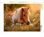 CALVENDO Puzzle Shetlandpony - Stille Sommermomente 1000 Teile Lege-Gr&ouml;&szlig;e 64...