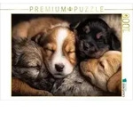 CALVENDO Puzzle Sanfte Seelen in pelzigem Gewand 1000 Teile Lege-Gr&ouml;&szlig;e 64x48cm