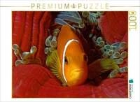 CALVENDO Puzzle Nemo, wie auf Samt gebettet 1000 Teile Lege-Gr&ouml;&szlig;e 64 &times; 48 cm