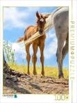 CALVENDO Puzzle Araberfohlen vom Winde verweht 1000 Teile Lege-Gr&ouml;&szlig;e 64x48cm
