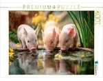 CALVENDO Puzzle Ferkelgl&uuml;ck 1000 Teile Lege-Gr&ouml;&szlig;e 64 &times; 48 cm Foto-Puzzle f&uuml;r