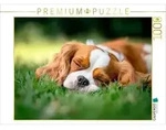 CALVENDO Puzzle Cavalier King Charles Spaniel - S&uuml;&szlig;e Tr&auml;ume im Gr&uuml;nen 1000 Teile