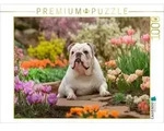 CALVENDO Puzzle Englische Bulldogge im Fr&uuml;hlingsgarten 1000 Teile Lege-Gr&ouml;&szlig;e