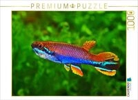 CALVENDO Puzzle Laimosemion xiphidius, FRANZ&Ouml;SISCH-GUAYANA 1000 Teile Lege-Gr&ouml;&szlig;e