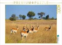 CALVENDO Puzzle Rote Lechwe-Antilopen, Okavango Delta, Botswana. 2000 Teile