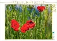 CALVENDO Puzzle Klatschmohn im toskanischen Wind 1000 Teile Lege-Gr&ouml;&szlig;e 64x48cm