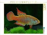 CALVENDO Puzzle Simpsonichthys zonatus BRASILIEN 1000 Teile Lege-Gr&ouml;&szlig;e 64x48cm