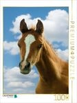 CALVENDO Puzzle Neugieriger Blick - Araberfohlen 1000 Teile Lege-Gr&ouml;&szlig;e 64x48cm