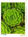 CALVENDO Puzzle Aeonium Sukkulenten von oben 1000 Teile Lege-Gr&ouml;&szlig;e 64 &times; 48 cm