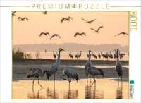 CALVENDO Puzzle Im Wasser stehende Kraniche am Schlafplatz 1000 Teile Lege-Gr&ouml;&szlig;e 64