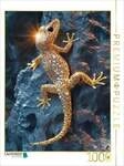 CALVENDO Puzzle Lebendige Juwelen der Natur - Goldene Echse 1000 Teile Lege-Gr&ouml;&szlig;e