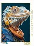 CALVENDO Puzzle Leguan leger 1000 Teile Lege-Gr&ouml;&szlig;e 64x48cm Foto-Puzzle f&uuml;r