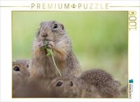 CALVENDO Puzzle Ziesel isst Blume 1000 Teile Lege-Gr&ouml;&szlig;e 64x48cm Foto-Puzzle...