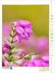 CALVENDO Puzzle Torfheide (Erica tetralix) 1000 Teile Lege-Gr&ouml;&szlig;e 64x48cm