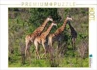 CALVENDO Puzzle Giraffen unterwegs zum Wasserloch, S&uuml;dafrika 1000 Teile...