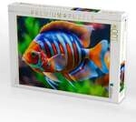 CALVENDO Puzzle Bunter Fisch 1000 Teile Lege-Gr&ouml;&szlig;e 64x48cm Foto-Puzzle f&uuml;r