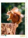 CALVENDO Puzzle Ein Motiv aus dem Kalender H&ouml;rnchen aus aller Welt 1000 Teile
