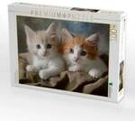 CALVENDO Puzzle S&uuml;sse Katzengeschwister 1000 Teile Lege-Gr&ouml;&szlig;e 64x48cm...