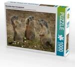 CALVENDO Puzzle Murmeltierversammlung 1000 Teile Lege-Gr&ouml;&szlig;e 64x48cm...