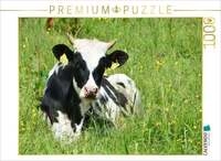 CALVENDO Puzzle Nachwuchs in der Rinderherde 1000 Teile Lege-Gr&ouml;&szlig;e 64x48cm