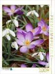 CALVENDO Puzzle Schneegl&ouml;ckchen und Krokusse 1000 Teile Lege-Gr&ouml;&szlig;e 64x48cm