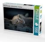 CALVENDO Puzzle B&auml;rige Schmusetiger - Britisch Kurzhaar / CH-Version 1000 Teile