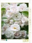 CALVENDO Puzzle Wei&szlig;e Rosen 1000 Teile Lege-Gr&ouml;&szlig;e 64x48cm Foto-Puzzle f&uuml;r
