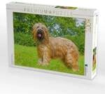 CALVENDO Puzzle Eine wahre Sch&ouml;nheit - Briard 1000 Teile Lege-Gr&ouml;&szlig;e 64x48cm