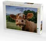 CALVENDO Puzzle Fleckvieh 1000 Teile Lege-Gr&ouml;&szlig;e 64x48cm Foto-Puzzle f&uuml;r