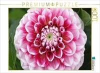 CALVENDO Puzzle Dahlienbl&uuml;te 1000 Teile Lege-Gr&ouml;&szlig;e 64x48cm Foto-Puzzle f&uuml;r