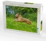 CALVENDO Puzzle Mit Volldampf unterwegs - Briard 1000 Teile Lege-Gr&ouml;&szlig;e 64x48cm